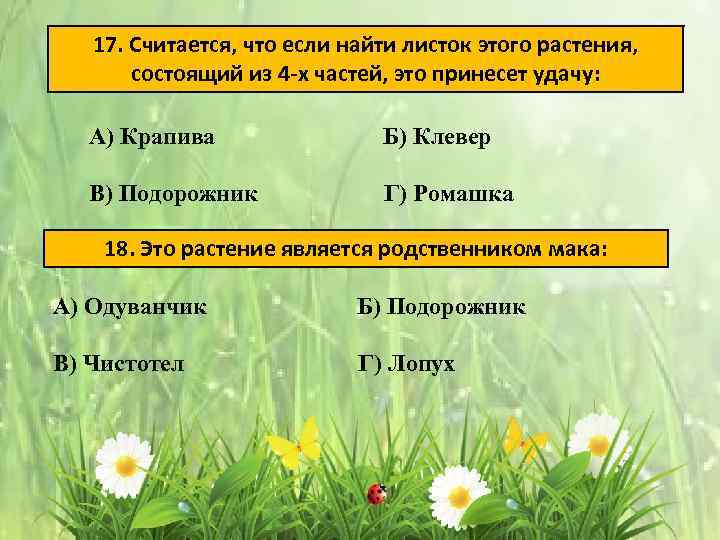 17. Считается, что если найти листок этого растения, состоящий из 4 -х частей, это