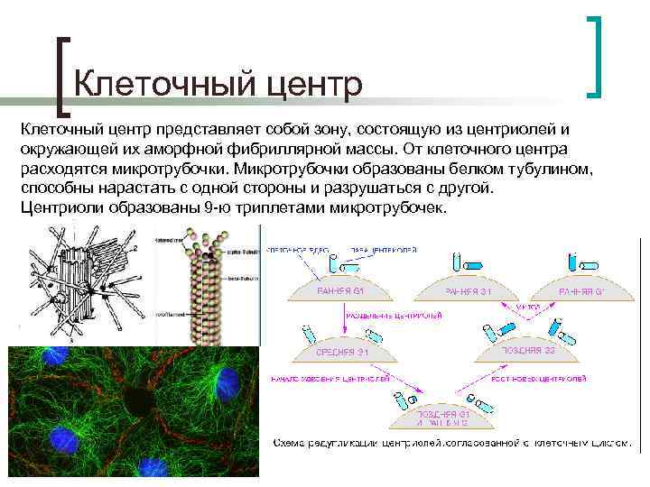 Клеточный центр представляет собой зону, состоящую из центриолей и окружающей их аморфной фибриллярной массы.