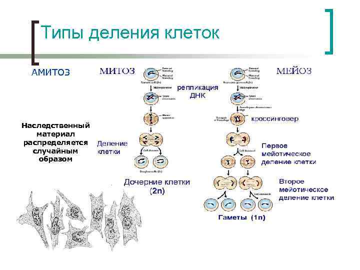 Типы деления клеток АМИТОЗ Наследственный материал распределяется случайным образом 