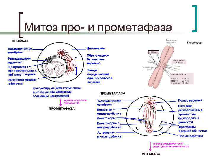 Митоз про- и прометафаза 