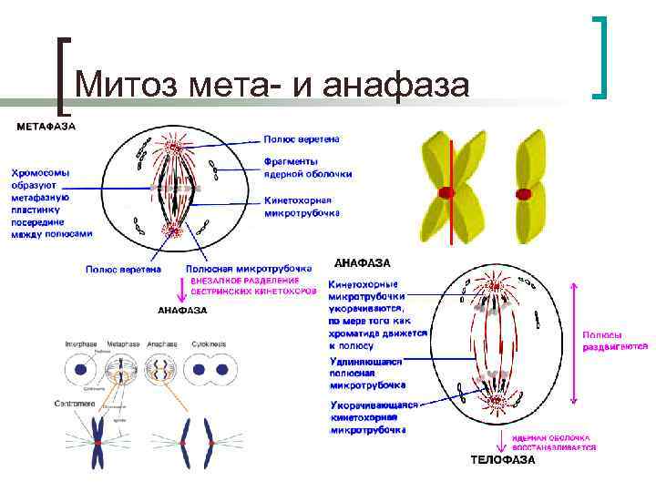 В анафазе митотического деления происходит. Анафаза метафаза процессы. Анафаза митоза схема. Митоз анафаза хромосомы сохраняют. Процессы происходящие в анафазе митоза.