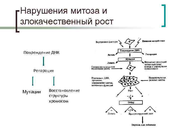 Нарушения митоза и злокачественный рост Повреждение ДНК Репарация Мутации Восстановление структуры хромосом 