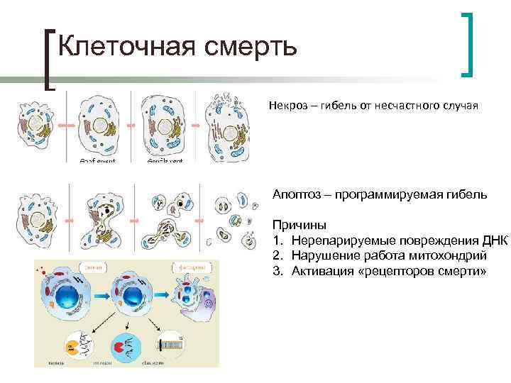 Клеточная смерть Некроз – гибель от несчастного случая Апоптоз – программируемая гибель Причины 1.