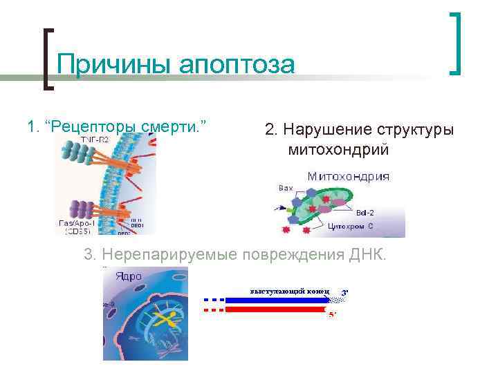 Причины апоптоза 1. “Рецепторы смерти. ” 2. Нарушение структуры митохондрий 3. Нерепарируемые повреждения ДНК.