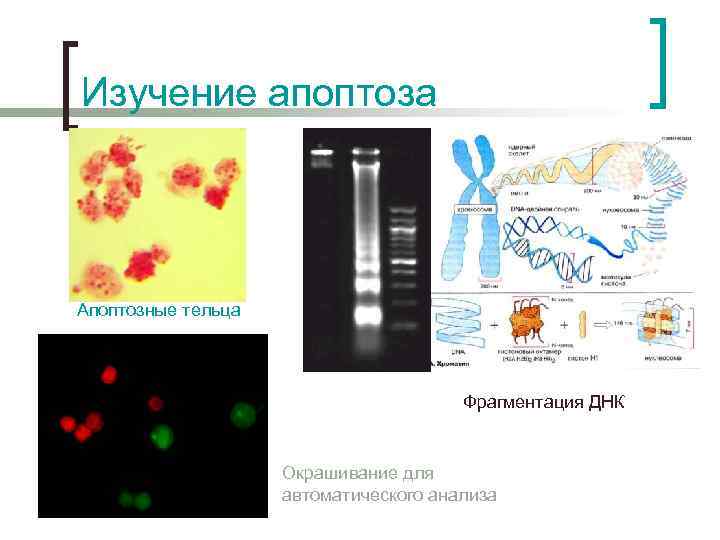 Изучение апоптоза Апоптозные тельца Фрагментация ДНК Окрашивание для автоматического анализа 