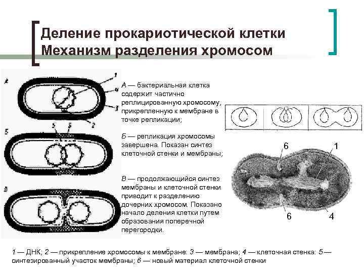 Имеется кольцевая хромосома. Бинарное деление прокариотической клетки. Особенности деления прокариотической клетки. Размножение прокариотических клеток. Формирование прокариотических клеток.