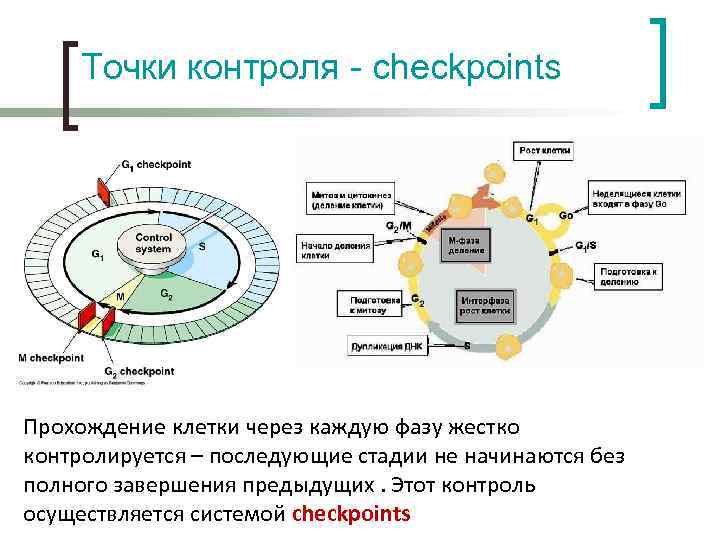 Точка контроля. Клеточный цикл схема медицинский. Система контроля клеточного цикла. Точки контроля клеточного цикла. Гены контроля клеточного цикла.