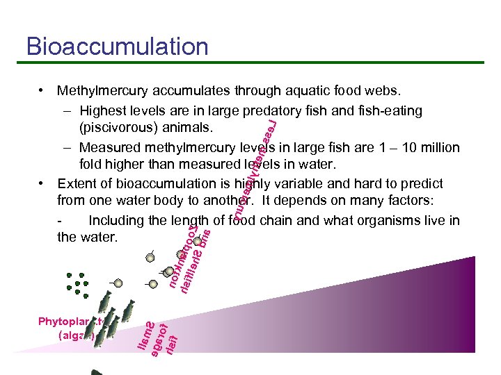 Bioaccumulation Phytoplankton (algae) llam ega S ro hsi f f not k hsi nalpo