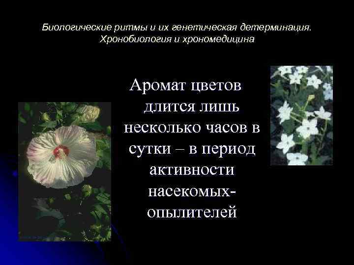 Биологические ритмы и их генетическая детерминация. Хронобиология и хрономедицина Аромат цветов длится лишь несколько