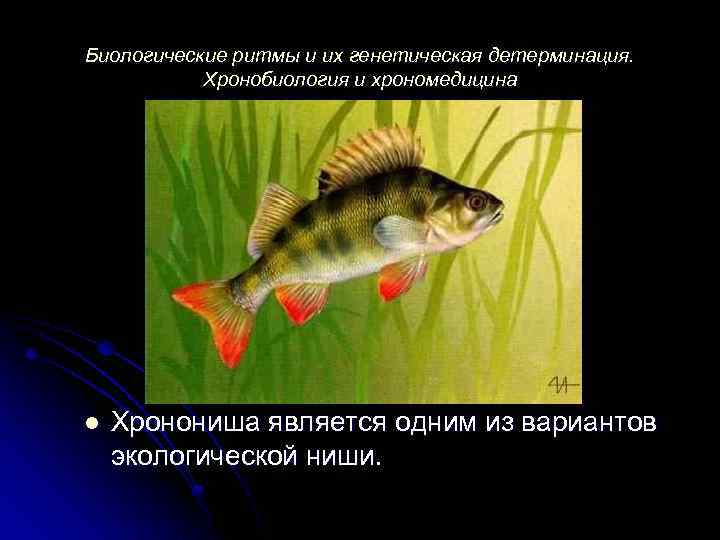 Биологические ритмы и их генетическая детерминация. Хронобиология и хрономедицина l Хронониша является одним из