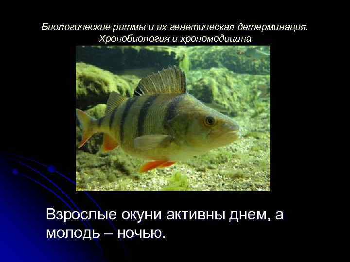 Биологические ритмы и их генетическая детерминация. Хронобиология и хрономедицина Взрослые окуни активны днем, а