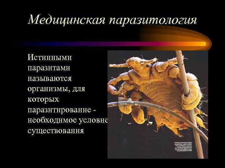Медицинская паразитология Истинными паразитами называются организмы, для которых паразитирование необходимое условие существования 