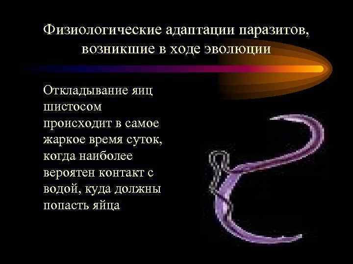 Физиологические адаптации паразитов, возникшие в ходе эволюции Откладывание яиц шистосом происходит в самое жаркое