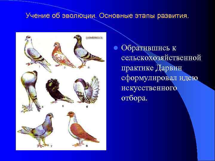 Учение об эволюции. Основные этапы развития. l Обратившись к сельскохозяйственной практике Дарвин сформулировал идею