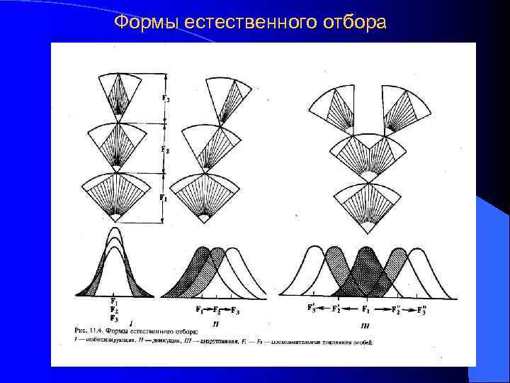 Формы естественного отбора 