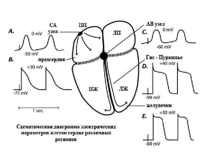 Физиология сердца схема