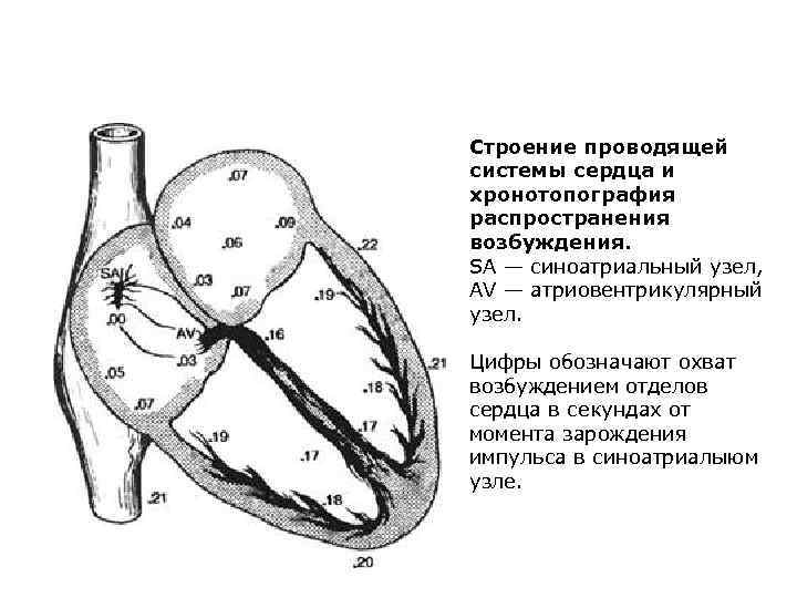 Проводящая система сердца схема