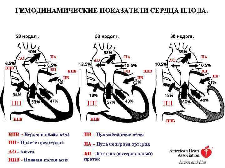 ГЕМОДИНАМИЧЕСКИЕ ПОКАЗАТЕЛИ СЕРДЦА ПЛОДА. 20 недель АО ВПВ 30 недель ПА АО БП ВПВ