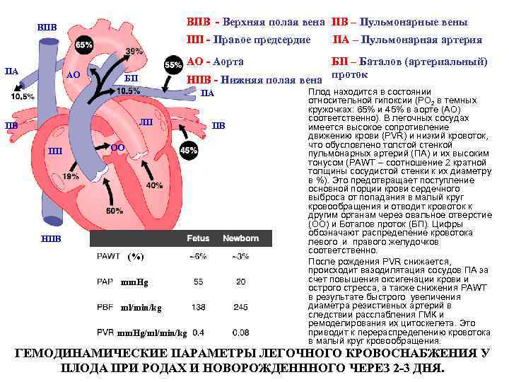 ВПВ - Верхняя полая вена ПВ – Пульмонарные вены ВПВ ПП - Правое предсердие