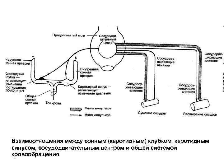 Взаимоотношения между сонным (каротидным) клубком, каротидным синусом, сосудодвигательным центром и общей системой кровообращения 