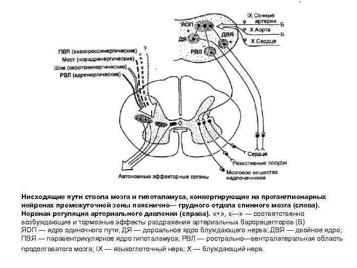 Регуляция кровообращения схема