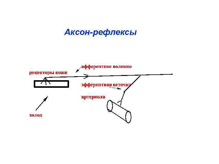 Аксон-рефлексы 