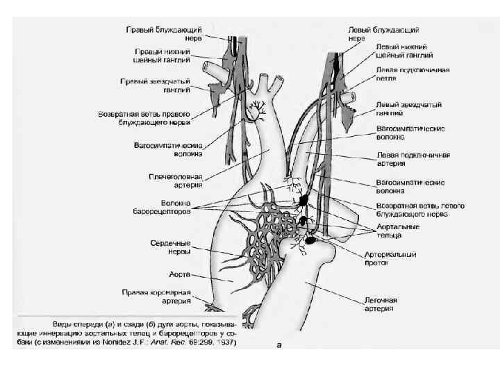 Левый блуждающий нерв. Блуждающий нерв иннервация сердца схема. Отделы блуждающего нерва схема. Блуждающий нерв головной отдел. Область иннервации блуждающего нерва.