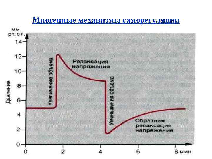 Миогенные механизмы саморегуляции 