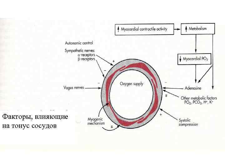 Факторы, влияющие на тонус сосудов 