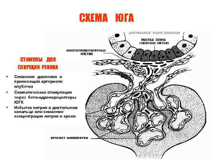 СХЕМА ЮГА СТИМУЛЫ ДЛЯ СЕКРЕЦИИ РЕНИНА • • • Снижение давления в приносящей артериоле