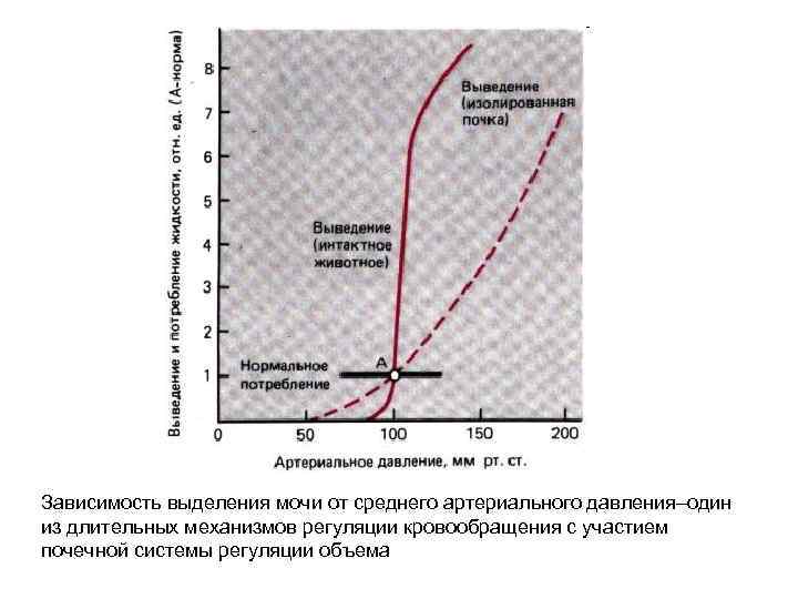 Зависимость выделения мочи от среднего артериального давления–один из длительных механизмов регуляции кровообращения с участием