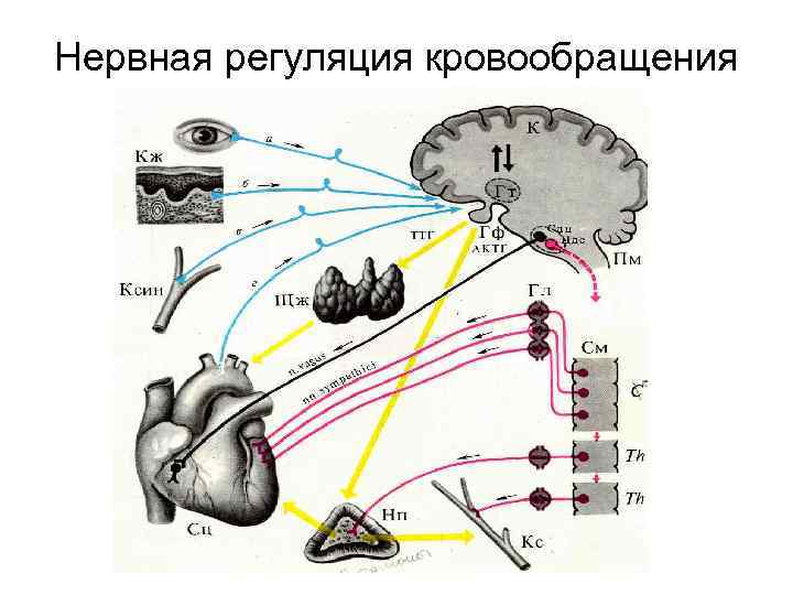 Нервная регуляция кровообращения 