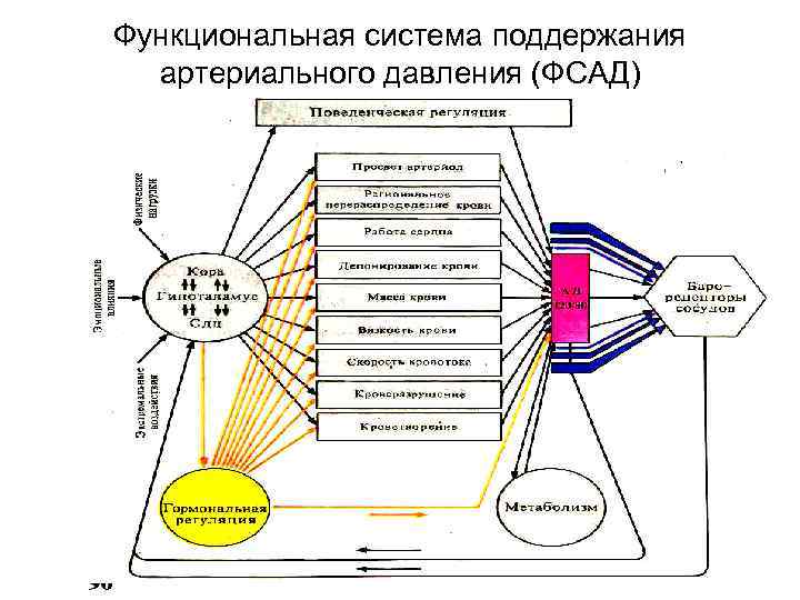 Функциональная система поддержания артериального давления (ФСАД) 