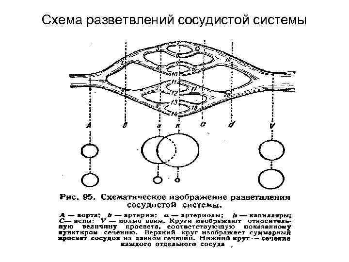 Схема разветвлений сосудистой системы 