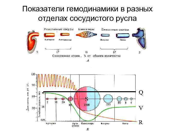 Показатели гемодинамики в разных отделах сосудистого русла Q S V R 