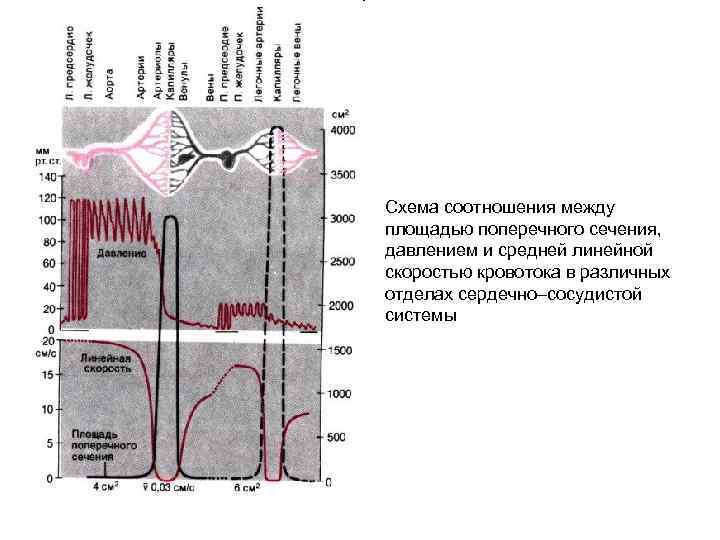 Схема соотношения между площадью поперечного сечения, давлением и средней линейной скоростью кровотока в различных