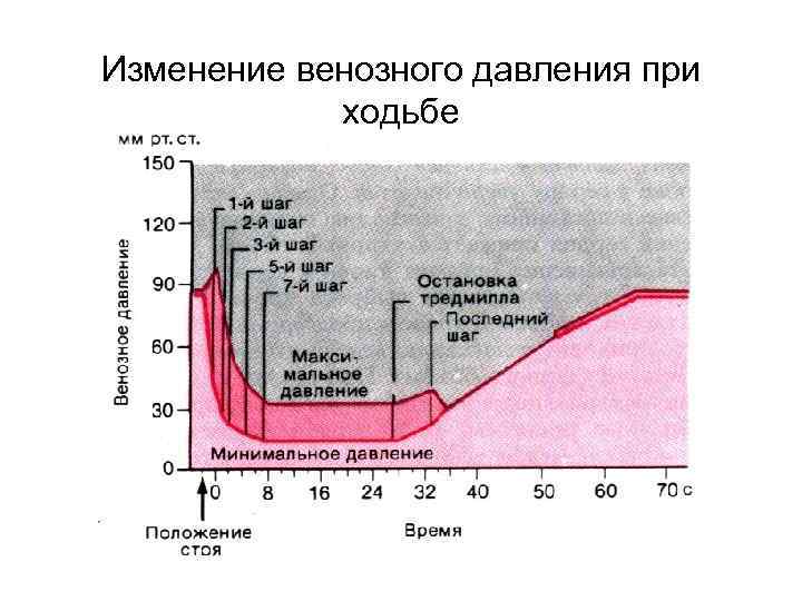 Изменение венозного давления при ходьбе 