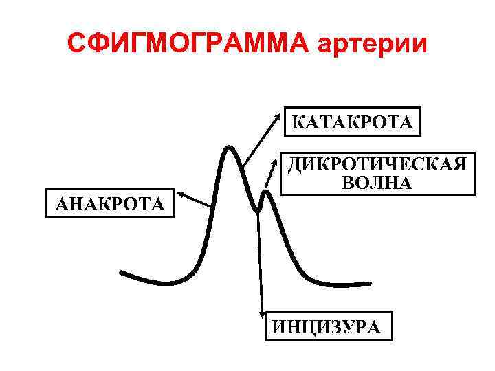 СФИГМОГРАММА артерии КАТАКРОТА ДИКРОТИЧЕСКАЯ ВОЛНА АНАКРОТА ИНЦИЗУРА 