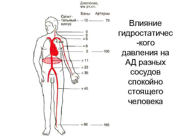 Влияние гидростатичес -кого давления на АД разных сосудов спокойно стоящего человека 