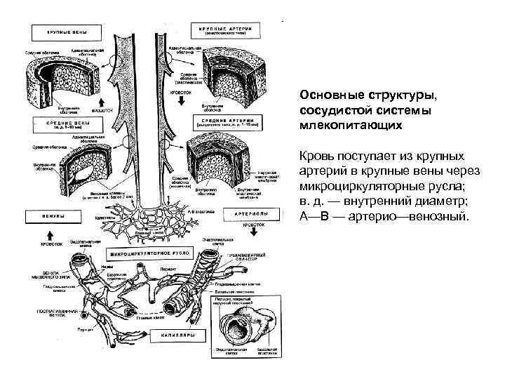 Общий план строения сосудистого русла. Общий план строения артерий. Общая физиология. Общий план строения венозного русла.