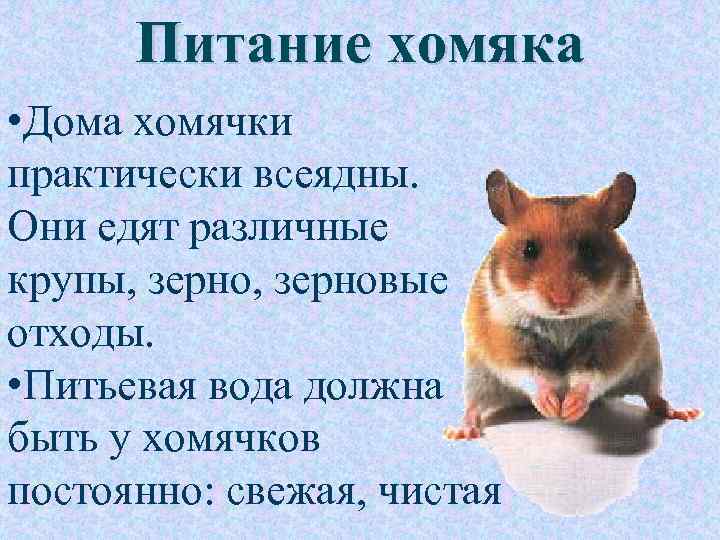 Питание хомяка • Дома хомячки практически всеядны. Они едят различные крупы, зерновые отходы. •