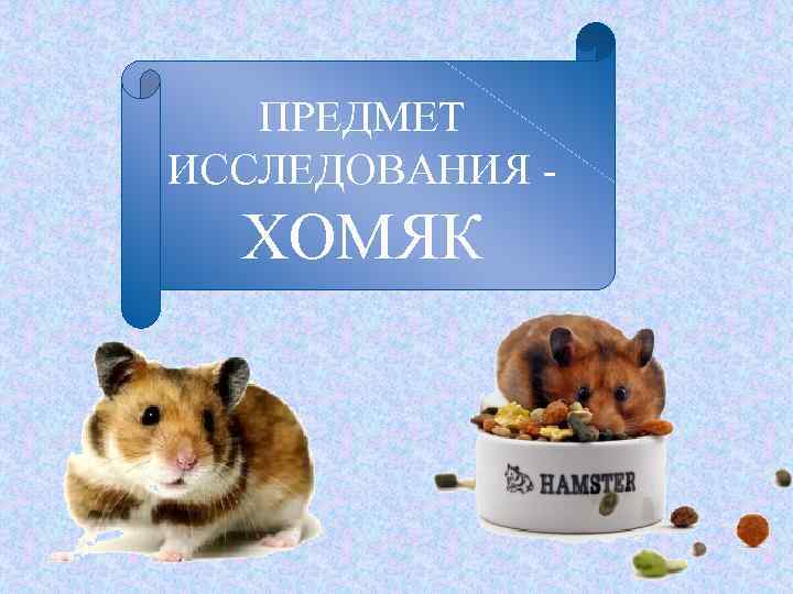ПРЕДМЕТ ИССЛЕДОВАНИЯ - ХОМЯК 