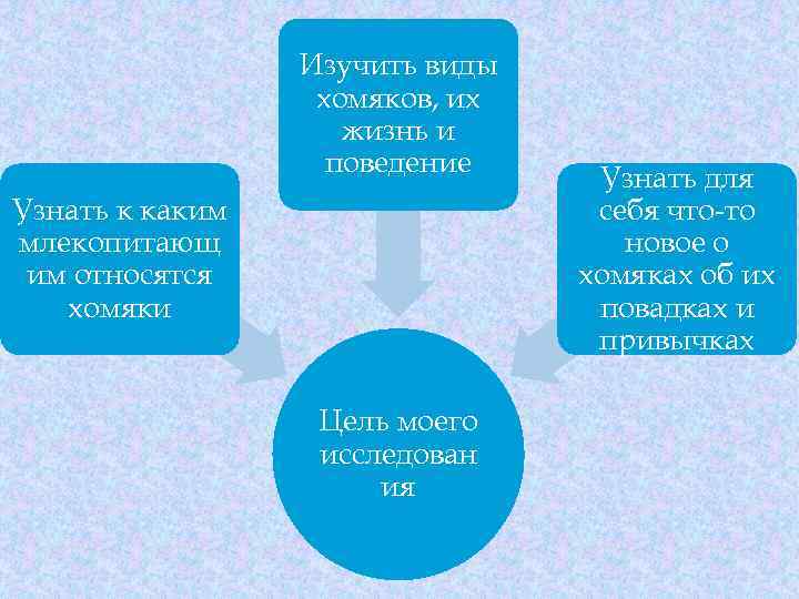 Изучить виды хомяков, их жизнь и поведение Узнать к каким млекопитающ им относятся хомяки