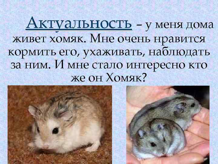 Актуальность – у меня дома живет хомяк. Мне очень нравится кормить его, ухаживать, наблюдать