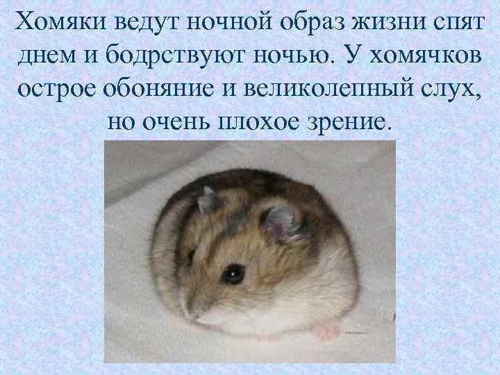 Хомяки ведут ночной образ жизни спят днем и бодрствуют ночью. У хомячков острое обоняние