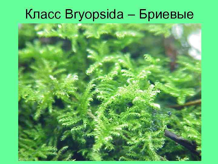 Класс Bryopsida – Бриевые 