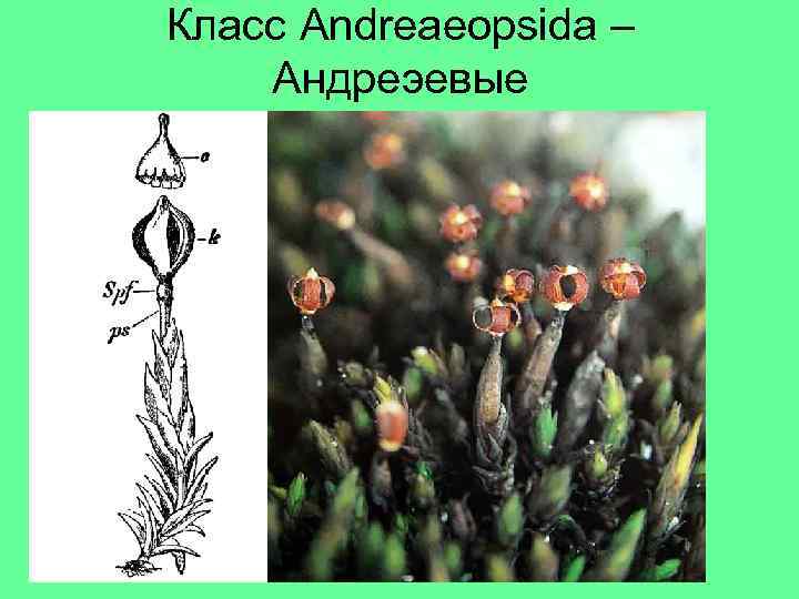 Класс Andreaeopsida – Андреэевые 