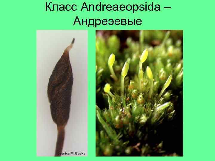 Класс Andreaeopsida – Андреэевые 