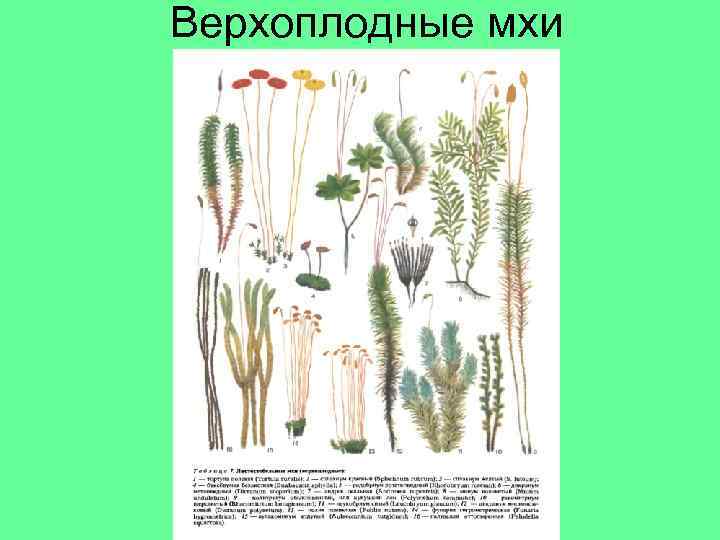 Верхоплодные мхи 