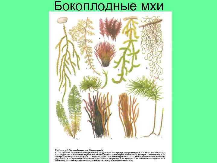Бокоплодные мхи 